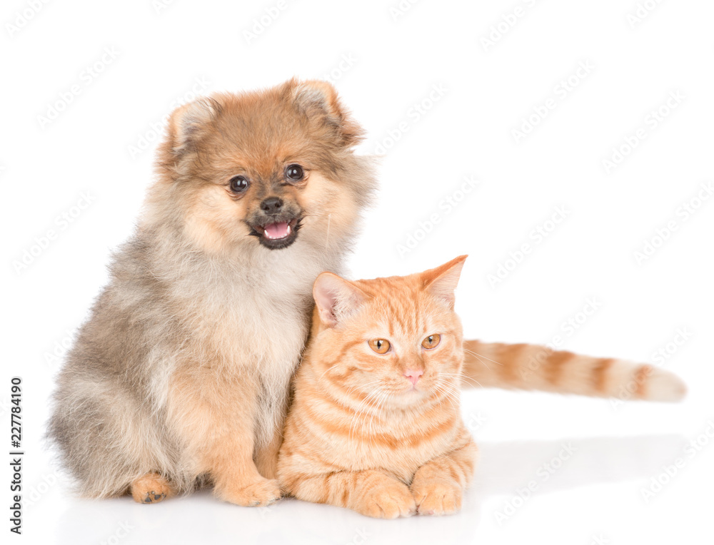 Fototapeta premium Spitz puppy and and tabby cat together. isolated on white background