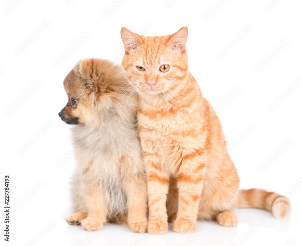 Cute spitz puppy and red cat  together. isolated on white background