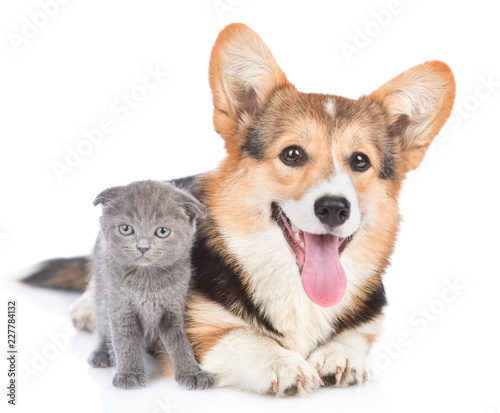 corgi puppy with open mouth lying with tiny kitten. Isolated on white background