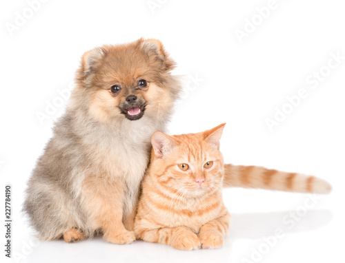 Fototapeta Naklejka Na Ścianę i Meble -  Spitz puppy and and tabby cat together. isolated on white background