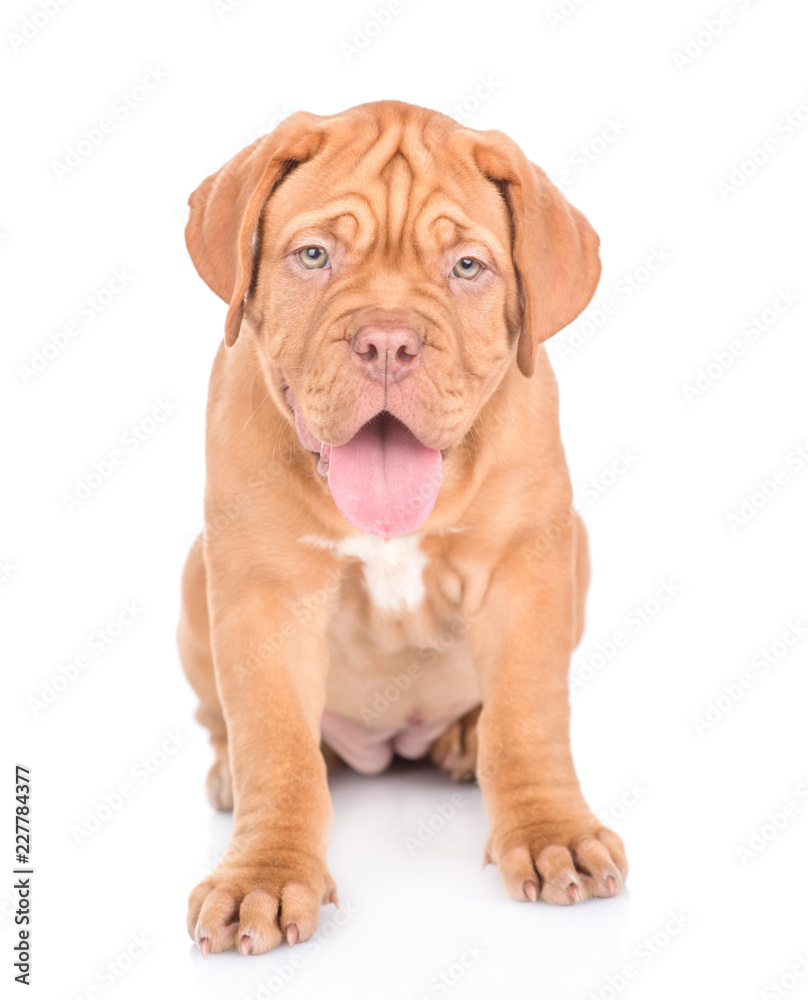 Portrait of a Bordeaux puppy sitting in front view. isolated on white background Portrait of a Bordeaux puppy sitting in front view. isolated on white background