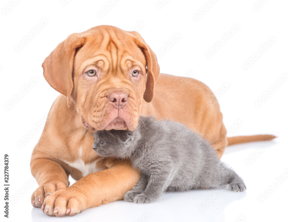bordeaux puppy dog lying with tiny kitten. isolated on white background bordeaux puppy dog lying with tiny kitten. isolated on white background