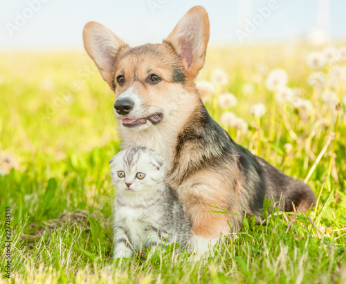 Pembroke Welsh Corgi puppy sitting with tabby kitten on a summer grass and looking away