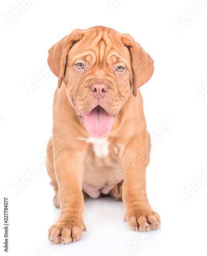 Portrait of a Bordeaux puppy sitting in front view. isolated on white background