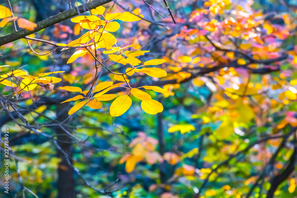 beautiful varicoloured autumn forest