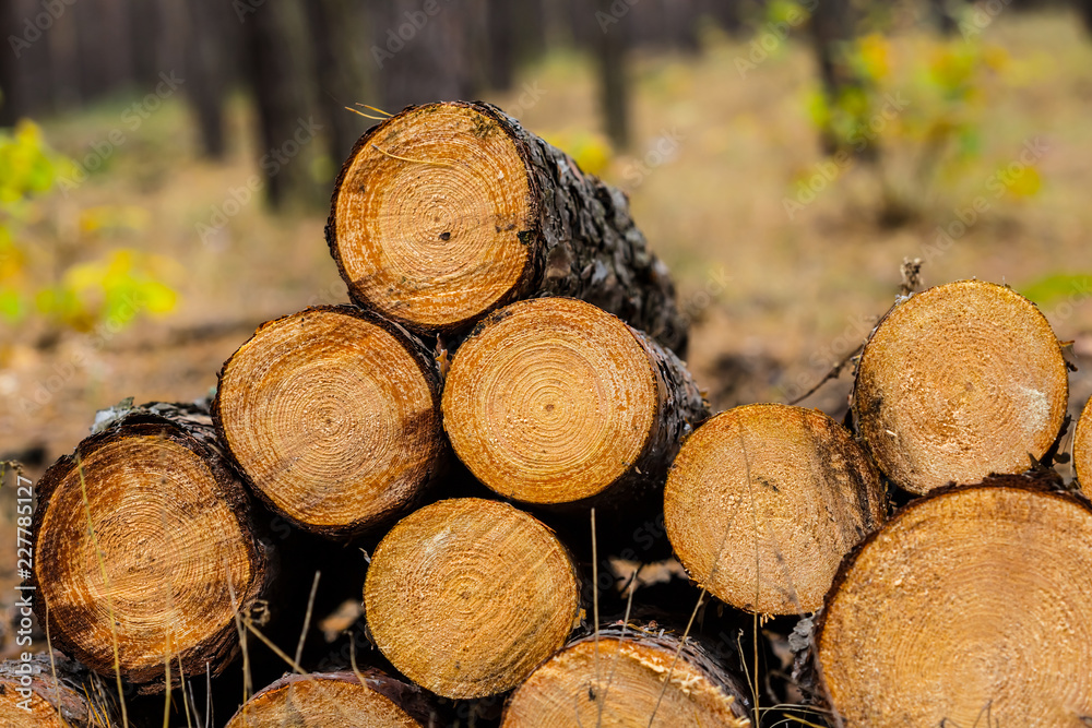 closeup heap of pine tree trunk in a forest