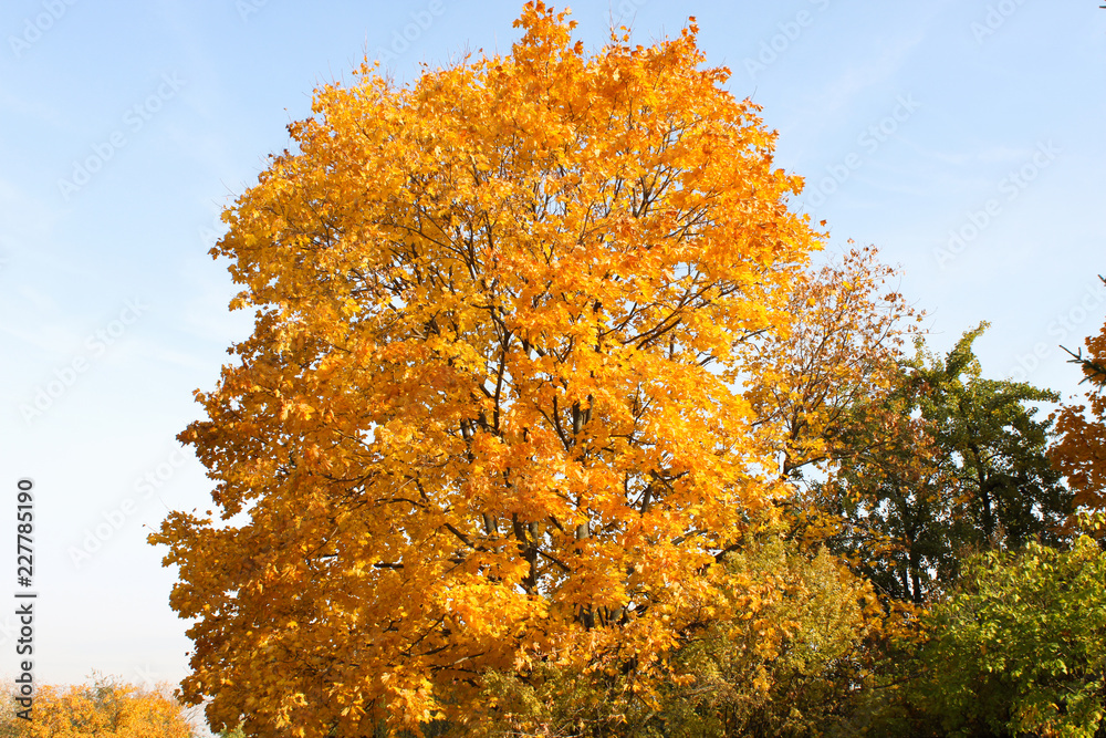 Fototapeta premium autumn