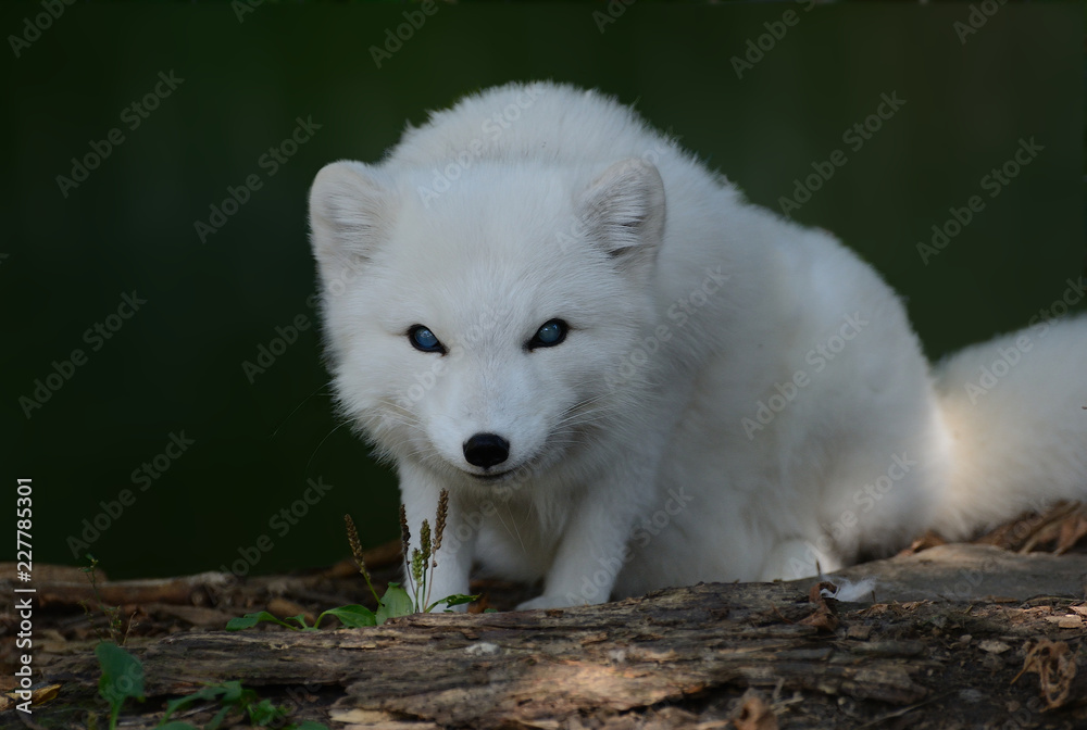 Arctic blind fox