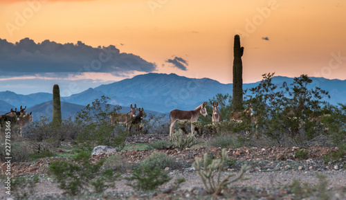 Arizona wild donkey's in the desert at sunset