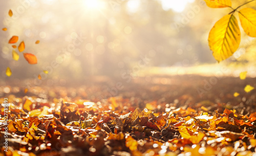 goldener Herbst mit bunten Blättern als Hintergrund