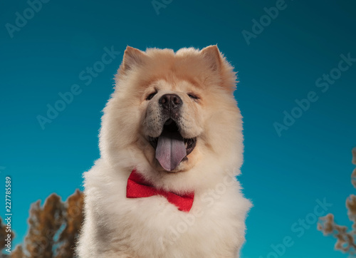 portrait of an adorable chow chow puppy dog wearing bowtie