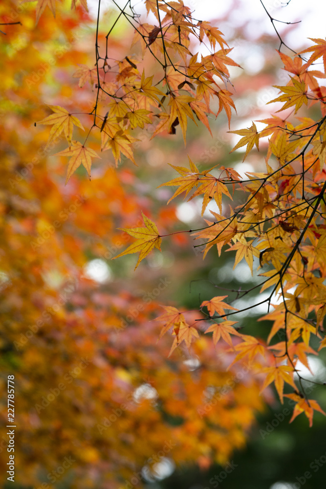 beautiful autumn color of Japan yellow, green and red maple leaves with colorful blured bokeh background in autumn season, Japan beautiful autumn color of Japan yellow, green and red maple leaves with colorful blured bokeh background in autumn season, Japan