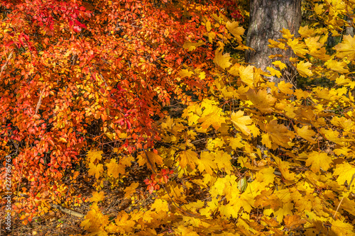 Yellow autumn maple leaves on half of picture and red cotoneaster foliage on another half
