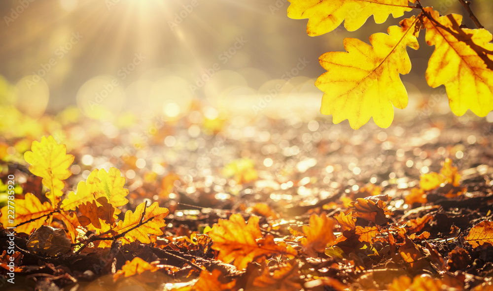Fototapeta premium Herbstlicher Waldboden mit bunten Blättern