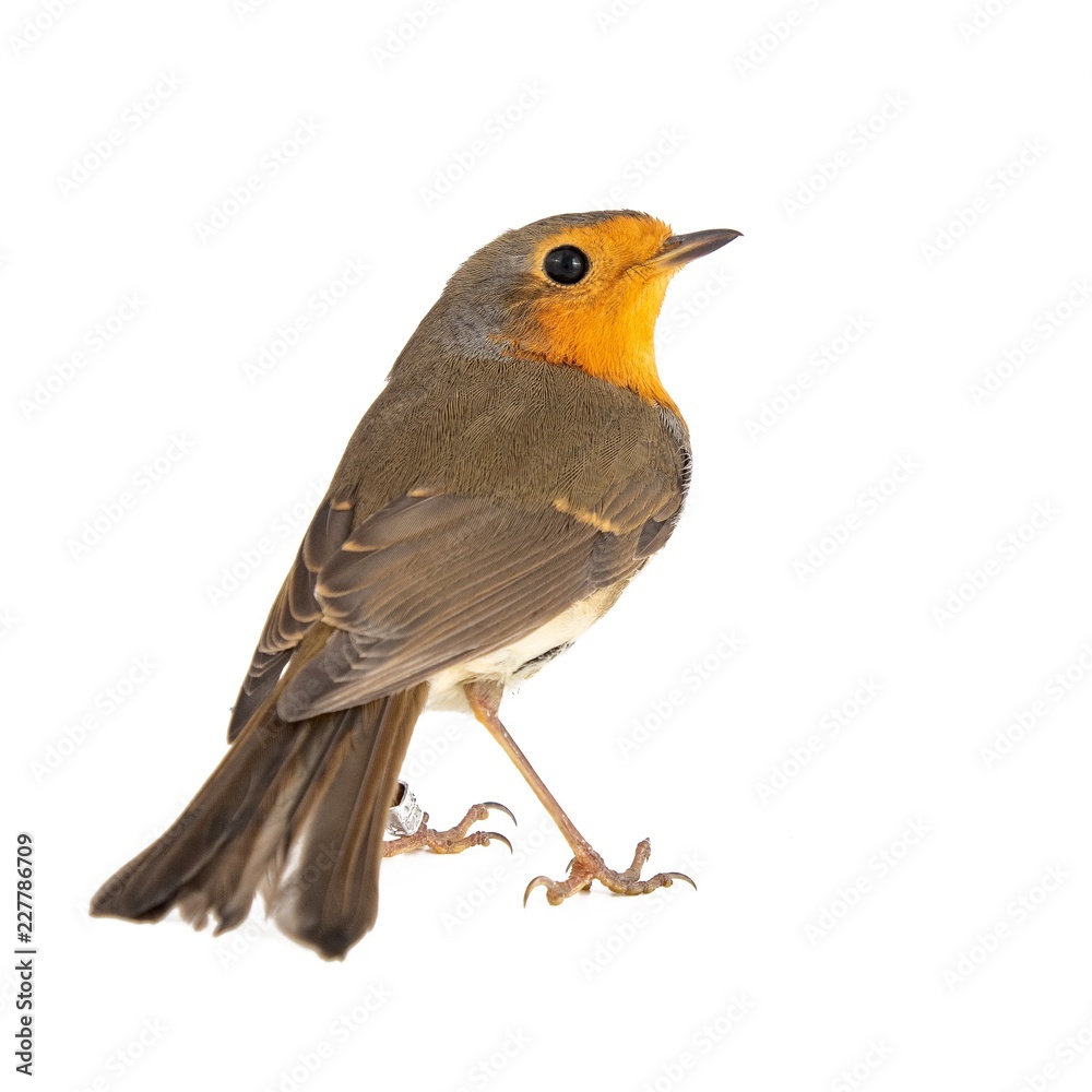 Robin isolated on a white background. European robin (Erithacus rubecula) Robin isolated on a white background. European robin (Erithacus rubecula)