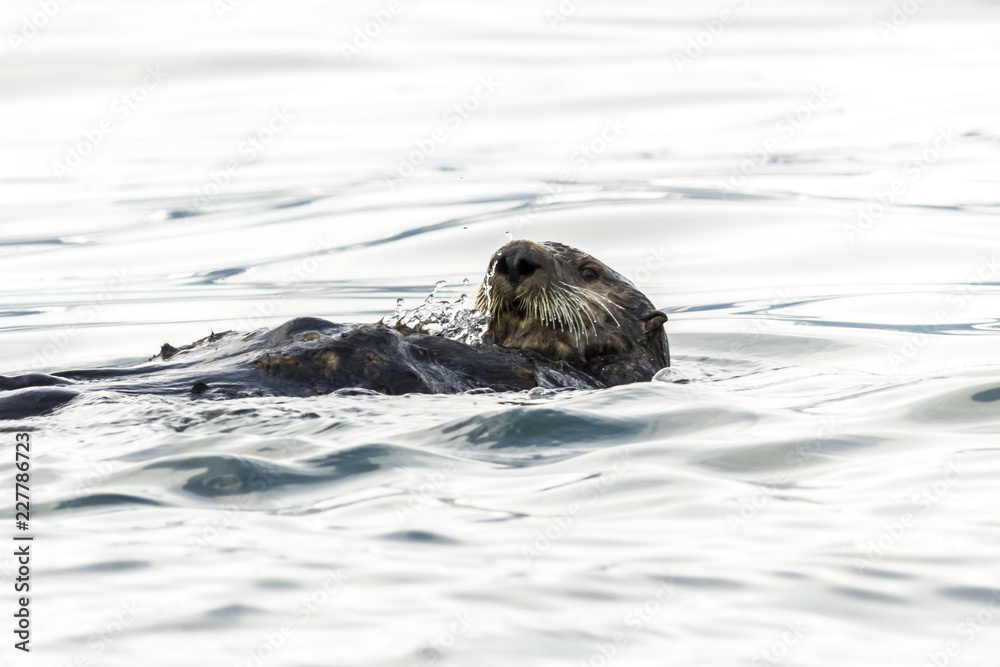 Sea Otter (Enhydra lutris) swimming in the water. Russia, Kamchatka, nearby Cape Kekurny, Russian bay Sea Otter (Enhydra lutris) swimming in the water. Russia, Kamchatka, nearby Cape Kekurny, Russian bay