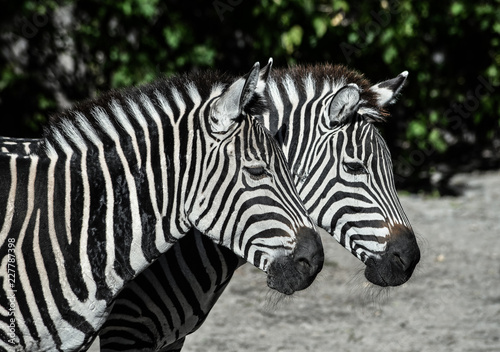 Two young zebras in the zoo