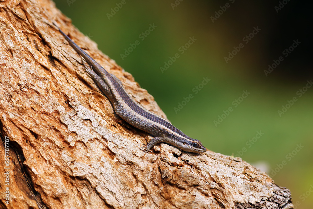 The african striped skink(Trachylepis striata), also the striped skink on the tree trunk. The african striped skink(Trachylepis striata), also the striped skink on the tree trunk.