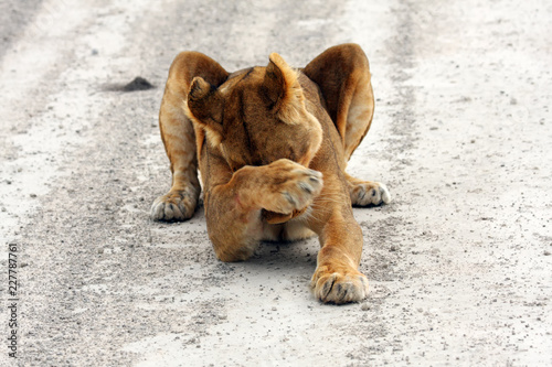 The detail of the head of lioness (Panthera leo) with brown and green background. Kalahari lioness in a untypical position. photo