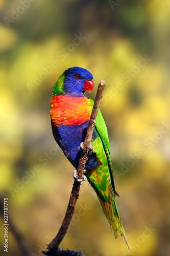 The rainbow lorikeet (Trichoglossus moluccanus) sitting on the branch. Extremely colored parrot on a branch with a colorful background.