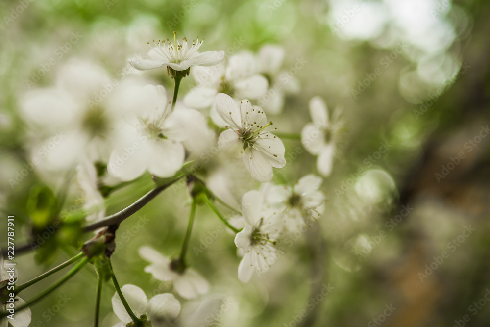 Early spring flowering cherry. Beautiful white flowers. Early spring flowering cherry. Beautiful white flowers.