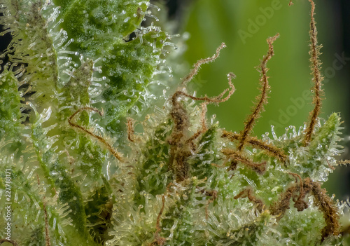 marihuana resin macro