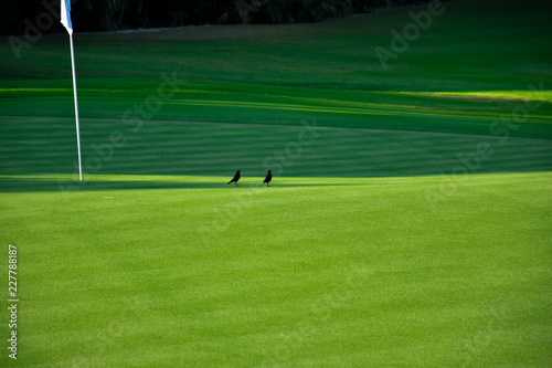 Tordos en campo de golf © JoseSotero