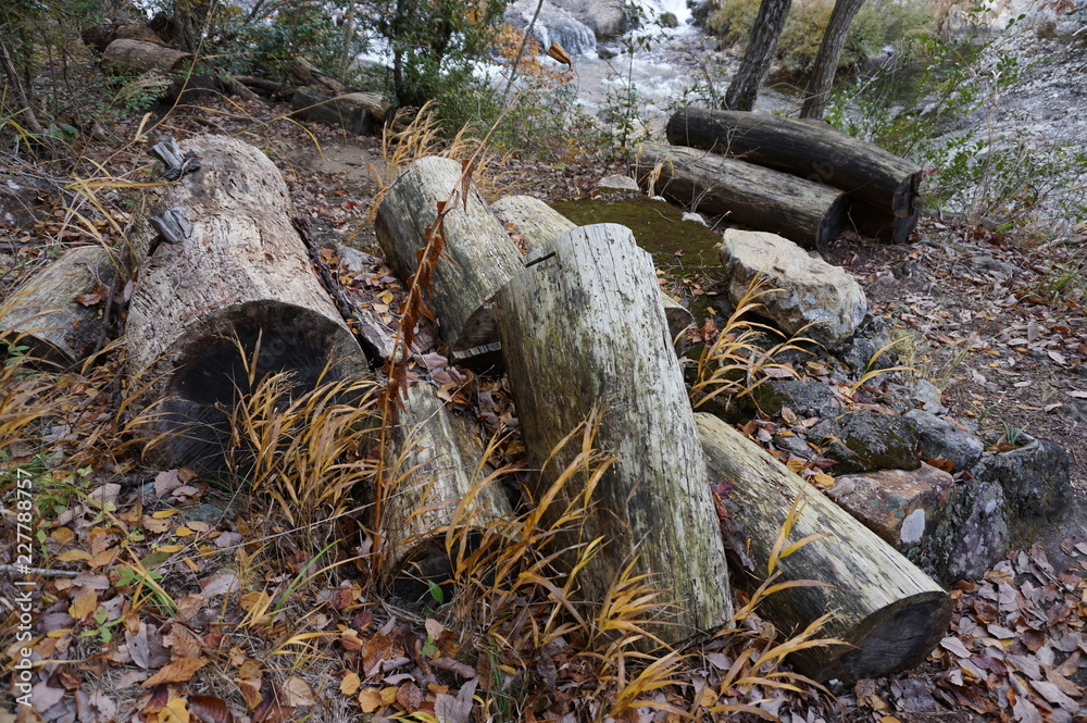 Obraz premium 丸太