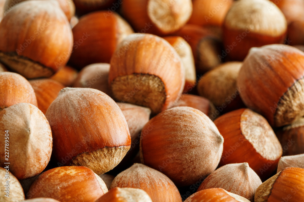 Dried unshelled hazelnuts seeds of Whole nuts as background Dried unshelled hazelnuts seeds of Whole nuts as background