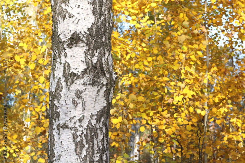 beautiful scene with birches in yellow autumn birch forest in october among other birches in birch grove beautiful scene with birches in yellow autumn birch forest in october among other birches in birch grove
