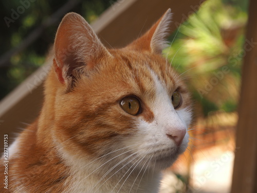 Cat with curious eyes and pretty whiskers