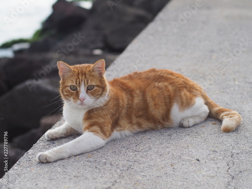 Fully stretched cat on the seashore