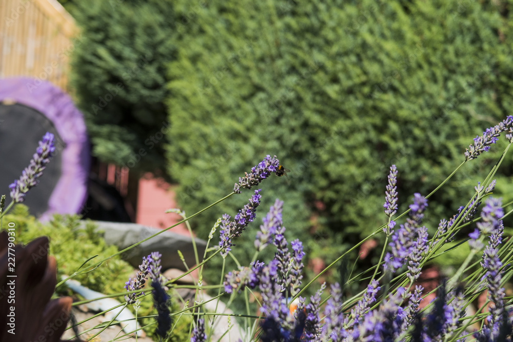 Obraz premium Bees on Lavender Flower in Summer 2