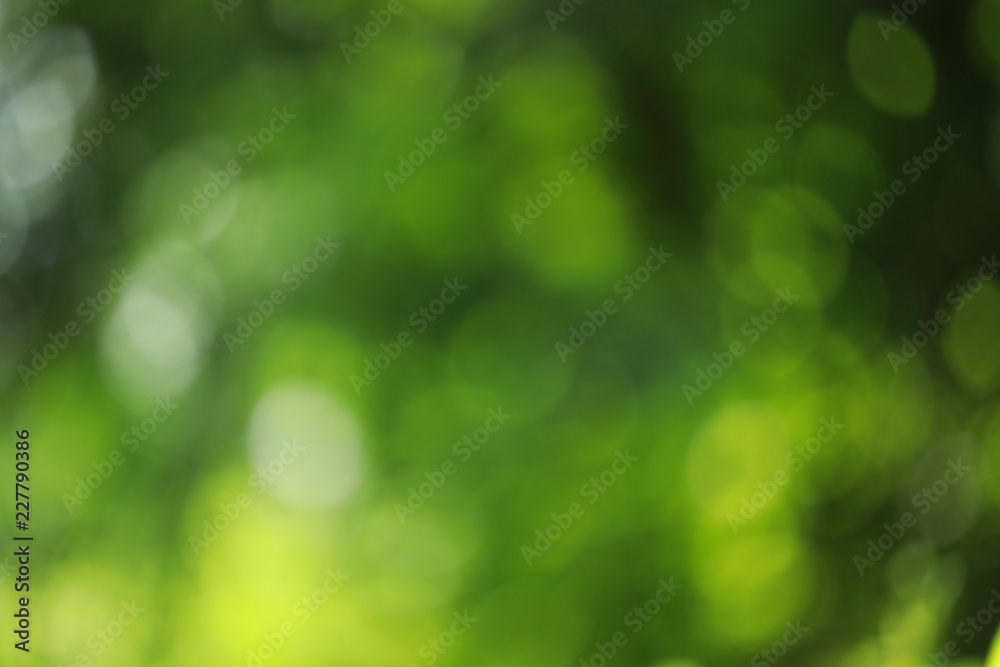 blurry green with bokeh nature background