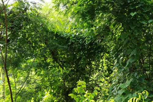 green ivy for natural background
