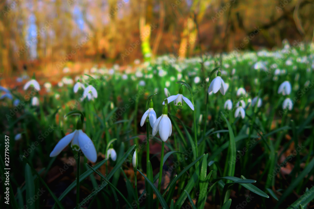 Obraz premium Snowdrop Flowers in Forest