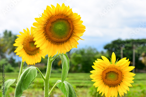 Sunflower Helianthus annuus