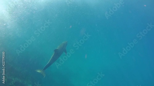 Wallpaper Mural Bottlenose dolphin swim swims in the blue water - free animals in the ocean Torontodigital.ca