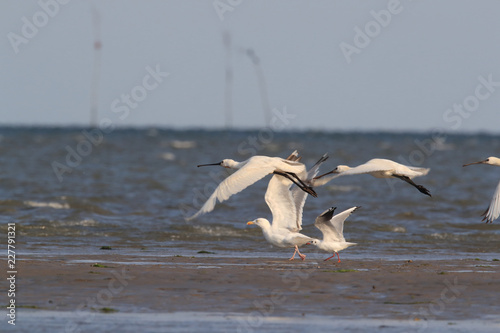 Eurasian or common spoonbill in nature Island Texel,Holland photo