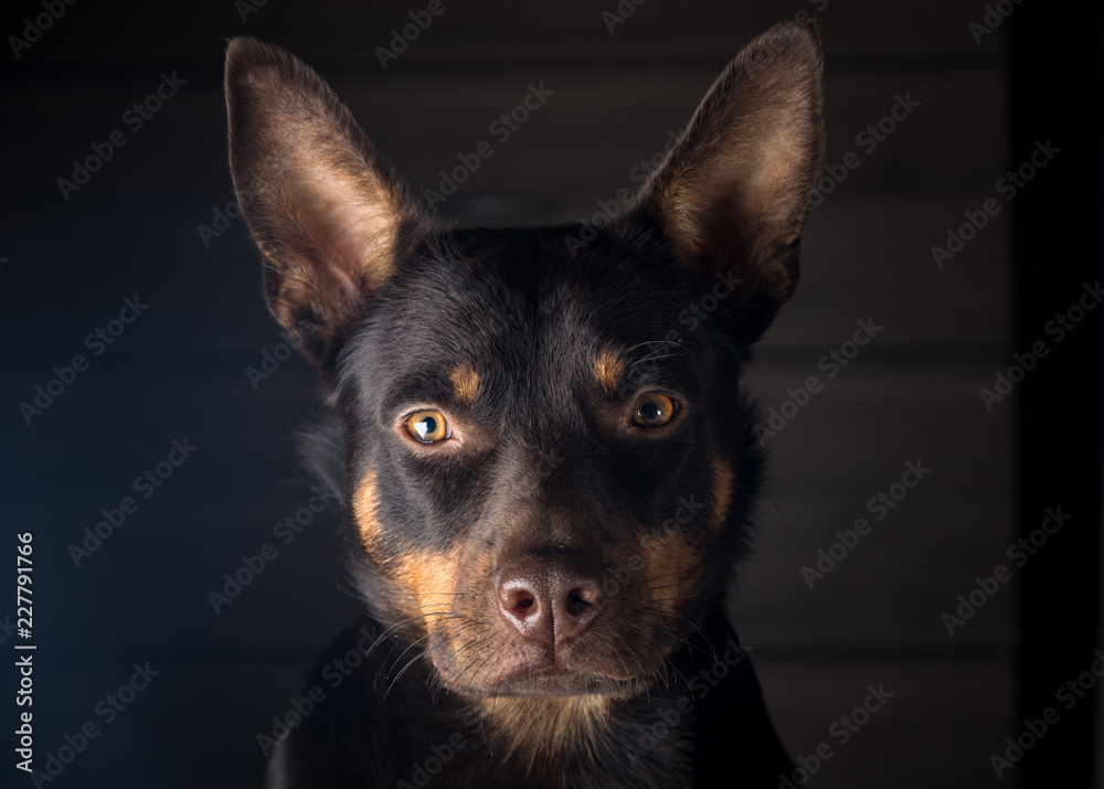 Dog breed Australian Kelpie portrait in an apartment on the laminate
