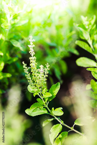 Holy Basil, Hot Basil, Thai Basil, Ocimum sanctum