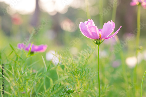 Blur and soft beautiful pink cosmos flowers