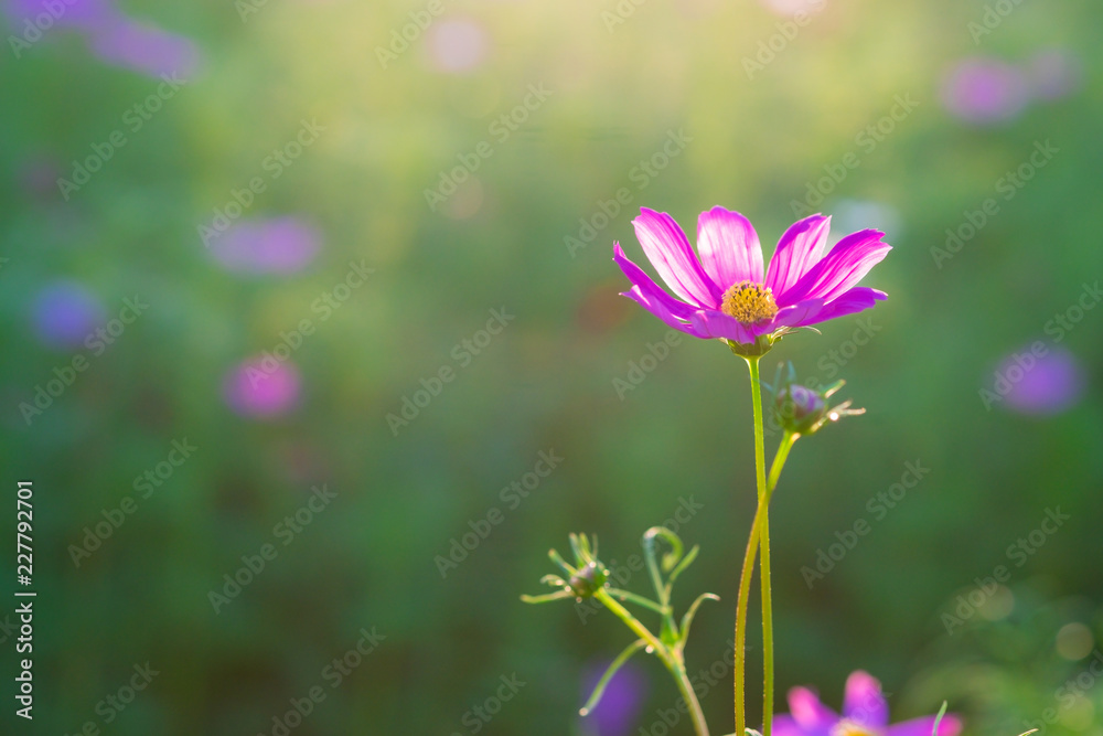 Blur and soft beautiful pink cosmos flowers Blur and soft beautiful pink cosmos flowers