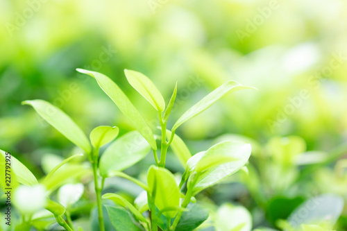 Blur and soft beautiful green leaves background