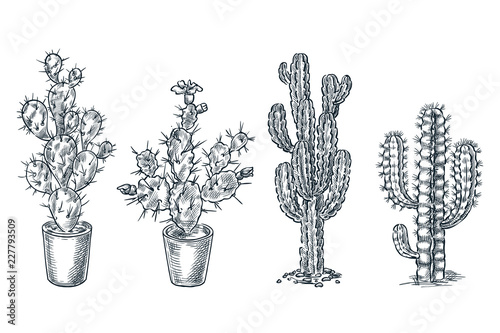 Cactuses and succulents vector sketch illustration. Desert nature plants, hand drawn print design elements set