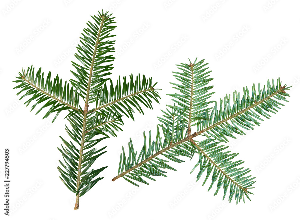A fir tree Abies sibirica branch is isolated on a white background. View from two sides.