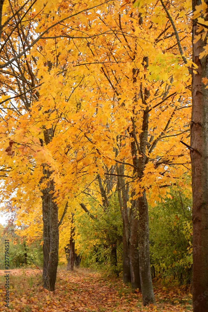 Fototapeta premium Autumn park with yellow trees along the path covered with fallen leaves
