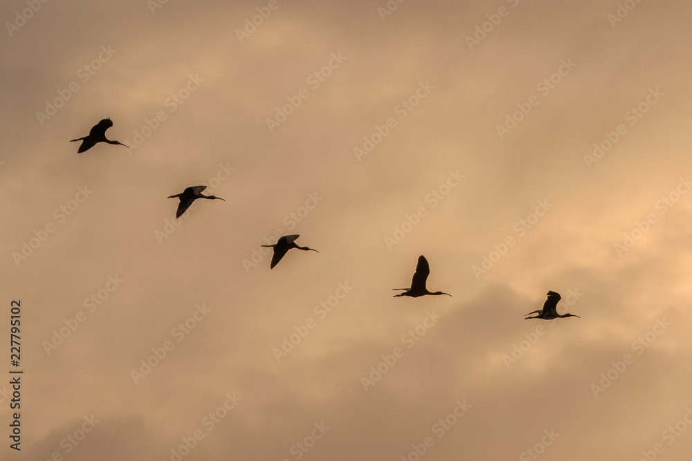 glossy ibis ( plegadis falcinellus in flight glossy ibis ( plegadis falcinellus in flight
