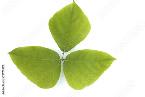 Isolated green leave on white background