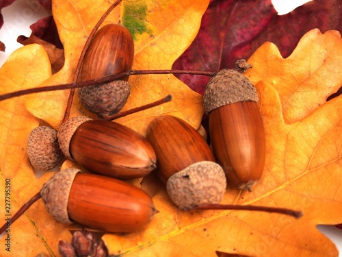 Acorns lie on the yellow fallen leaves of oak. Photo on white background.